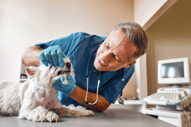 Best Same-Day Emergency Dentist in Galesburg, IL